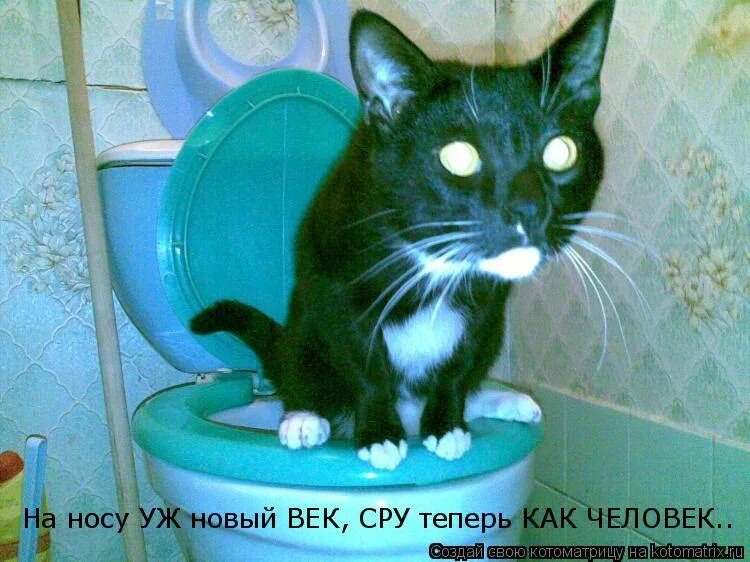 Кот на унитазе. Кот нагадил. Кот на горшке. Кот какает. Пошла пописать в туалет