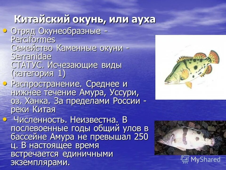 отряд окунеобразные представители. окунеобразные место обитания. рыба отряда окунеобразных. окуневые окунеобразные. рыба отряда окунеобразных.