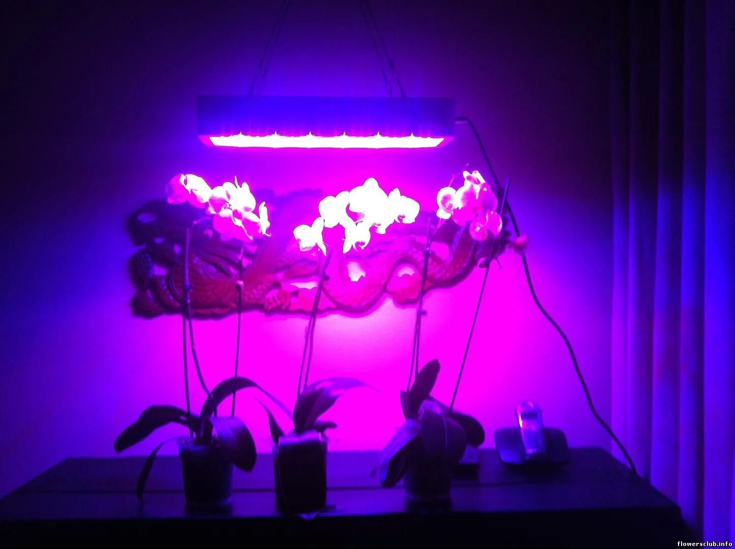 Фитолампа светодиодная general 14w. Лампы для растений орхидей. Досветка фаленопсисов. Подсветка для орхидей. Лампы для растений орхидей.