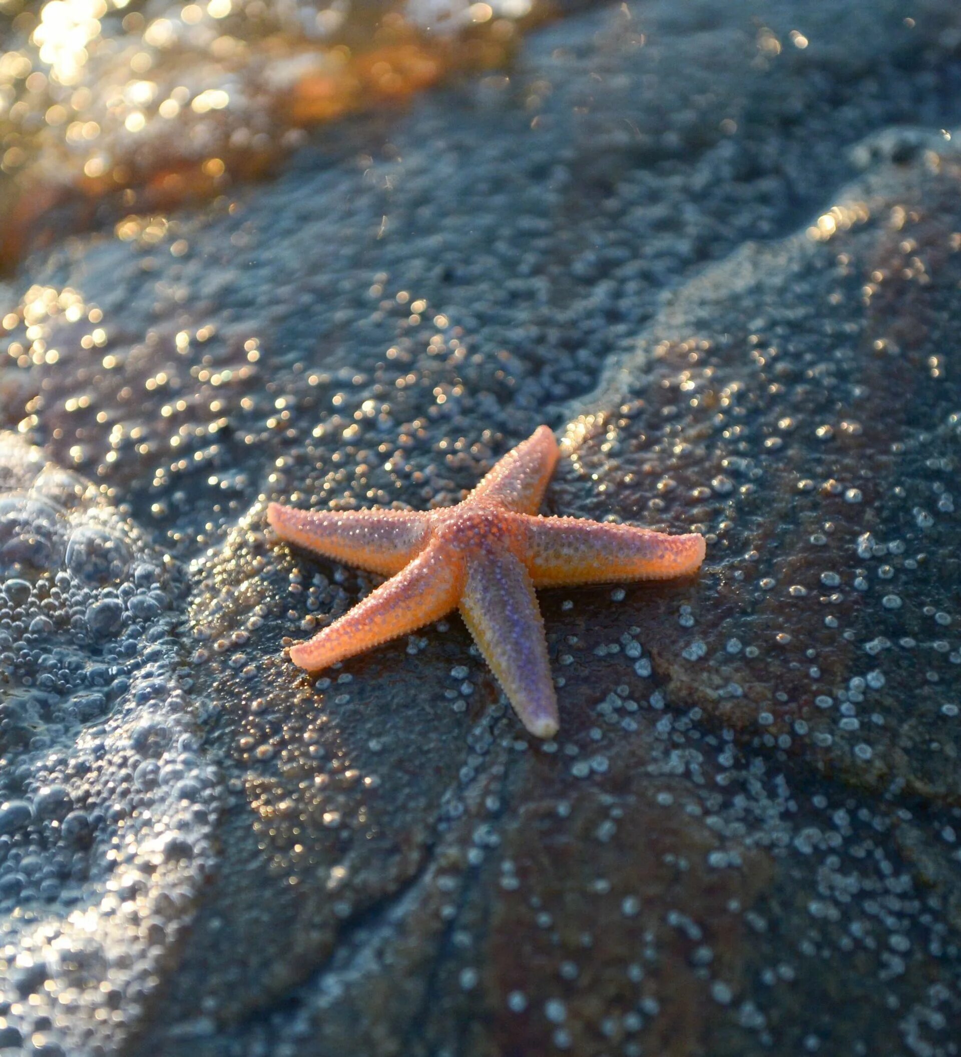 Лучи морской звезды. Шестиконечная морская звезда. Морская звезда Баренцево море. Морская звезда гониактиниды. Солястер морская звезда.