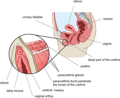 post vaginal ultrasound squirting.