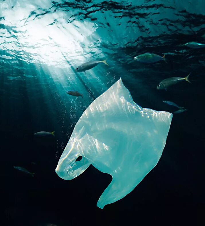 Пластиковые пакеты в океане. Полиэтиленовый пакет в воде. Животные и полиэтиленовые пакеты. Пластиковые пакеты и животные.