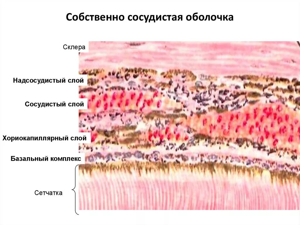 Характеристика сосудистой оболочки. Строение сосудистой оболочки гистология. Строение сосудистой оболочки глаза гистология. Слои сосудистой оболочки глаза гистология. Собственно сосудистая оболочка глаза строение.