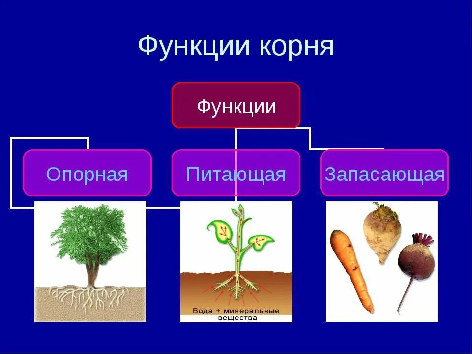 Выберите вещества выполняющие запасающую функцию