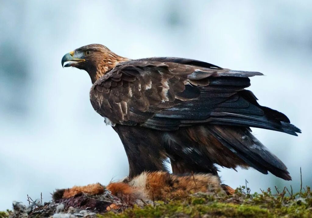 Орел и другие птицы. Беркут Aquila chrysaetos. Птица Беркут Халзан. Беркут и Орлан белохвост. Крымский Орел Беркут.