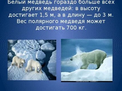 Проект белый медведь
