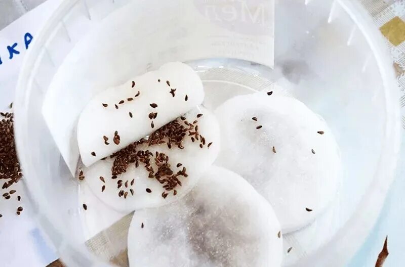 замачиваем семена огурцов и помидоров. замачивание семян помидор перед посадкой. подготовка семян томата к посеву. как замачивать семена томатов перед посадкой. прорастание семена моркови.