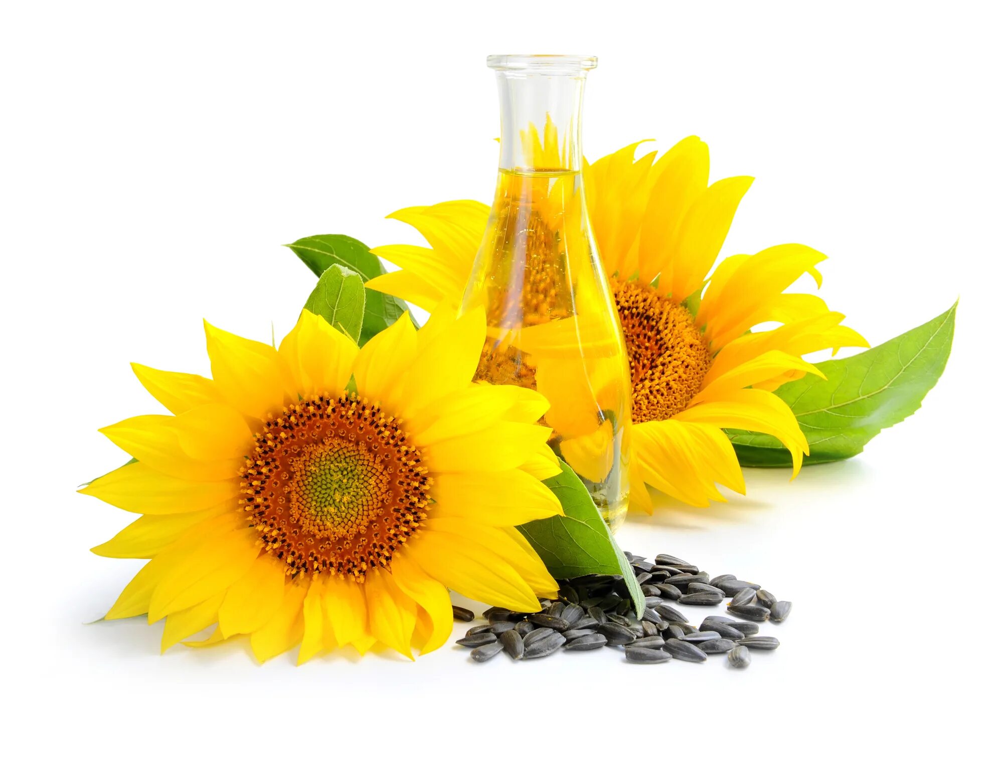 Семечки подсолнуха масло. Helianthus annuus (Sunflower) Seed Oil. Подсолнухи подсолнечное масло семена подсолнечника. Подсолнухи маслом. Подсолнух семечки масло.