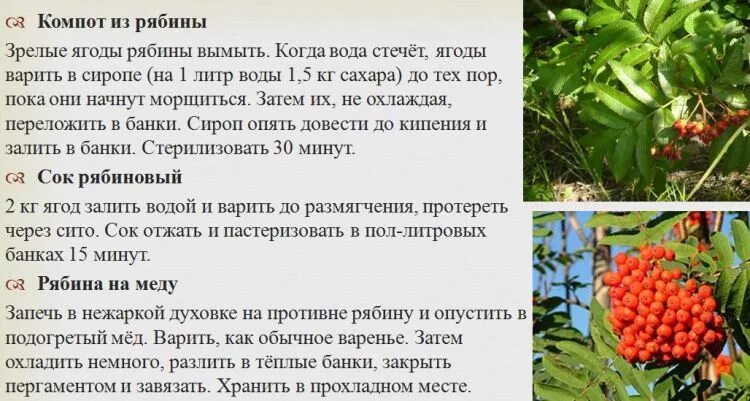 Рябина обыкновенная плоды. Рябина лекарственное растение. Ягода рябина свойства. Чем полезна рябина. Лечебные свойства рябины.