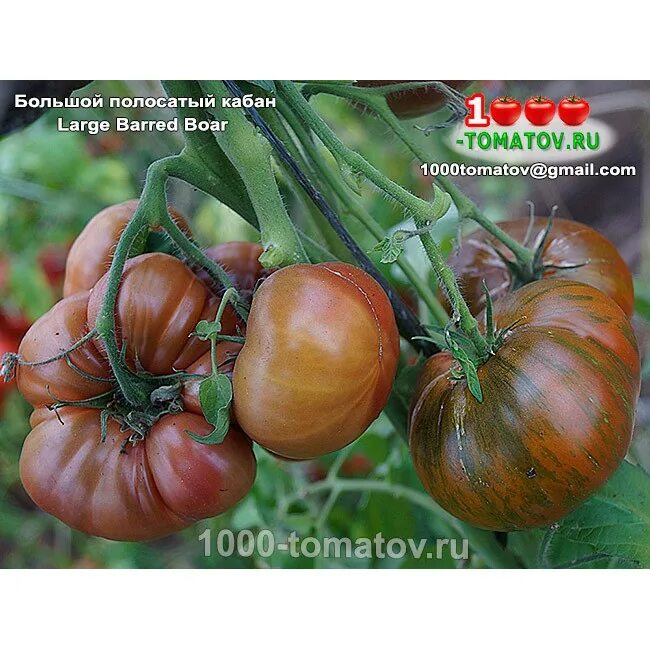 томат большой полосатый кабан, сша. томат большой полосатый вождь. томат large barred boar. семена томат большой полосатый кабан. томат large red and black boar.