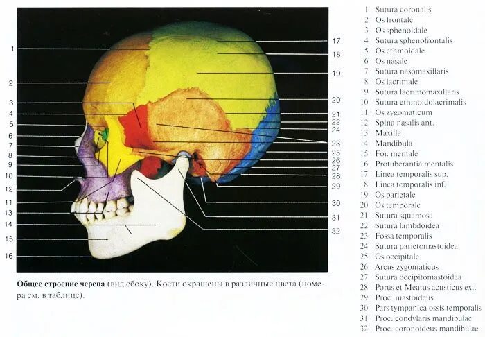 Пластика латынь. Кости лицевого отдела черепа сбоку. Кости лицевого черепа анатомия латынь. Строение черепа человека вид сбоку. Внутреннее строение черепа сбоку.