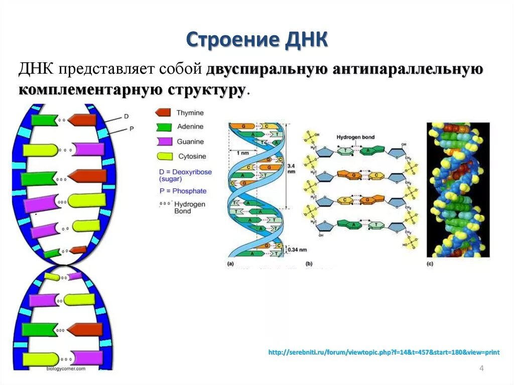 Выберите признаки молекулы днк. Строение ДНК молекулярная биология. Схема строения молекулы ДНК. Структура молекулы ДНК схема. Схема структуры ДНК.