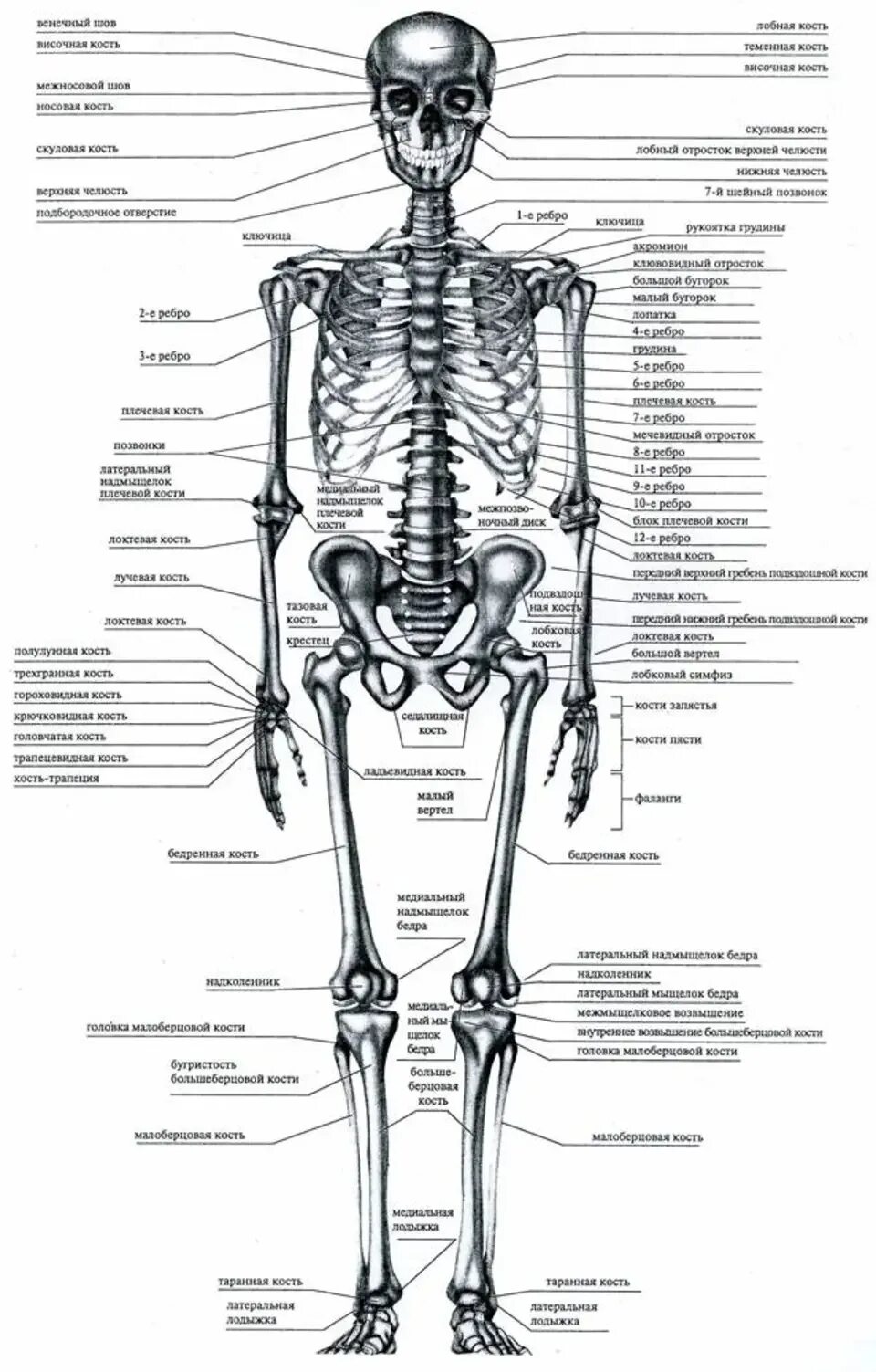 Скелет человека с названием костей. Скелет человека спереди с названием костей.