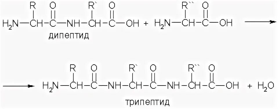 Формула дипептида