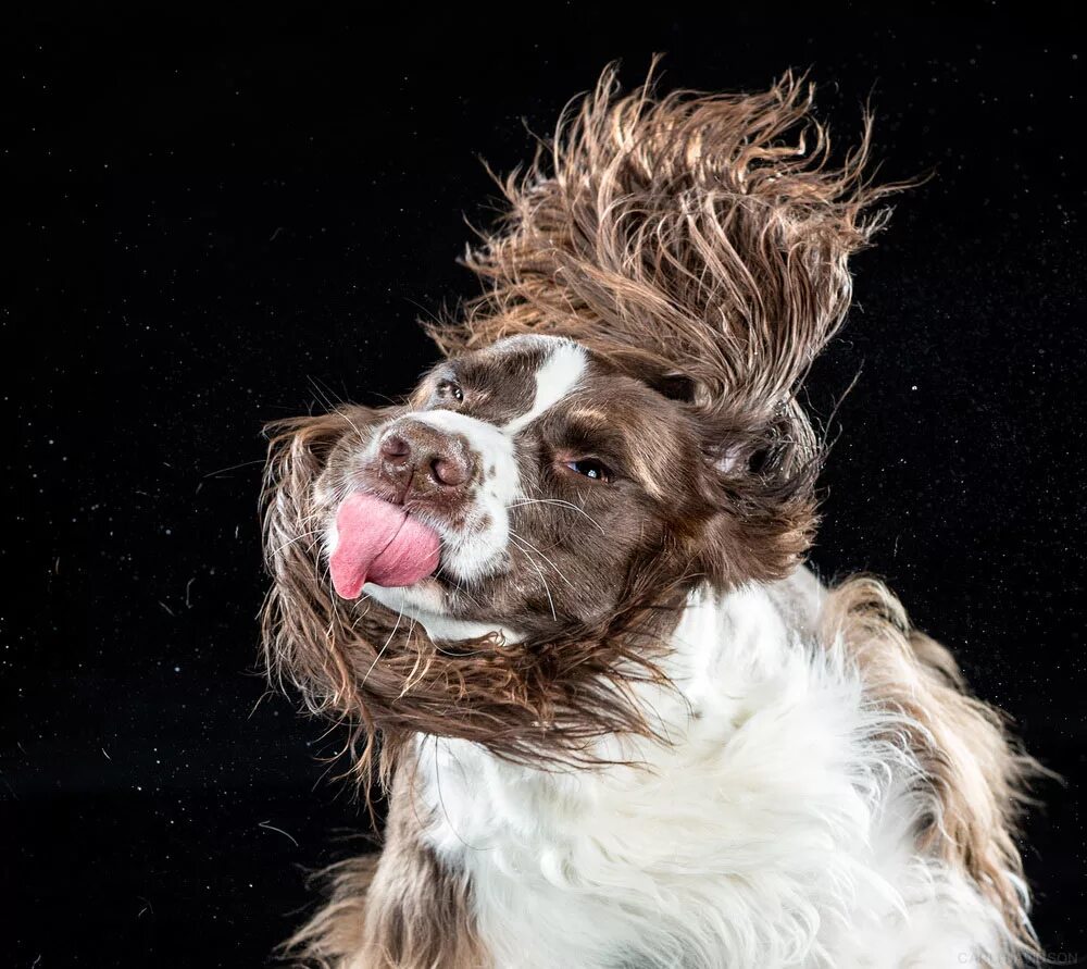 почему собака отряхивается. почему собака отряхивается. собака отряхивается. почему собака отряхивается. бульдог отряхивается.