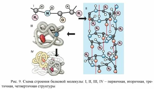 Молекула белка уровни организации белковой молекулы. Схема строения белковой молекулы. Структура белковой молекулы схема. Первичная структура белка схема. Первичная структура белковых молекул.