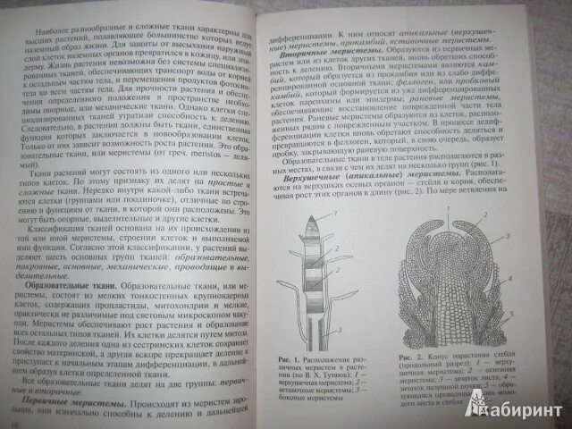 Биология агафонова 10 11. Агафонова Сивоглазов биология растений грибов лишайников. Агафонова Сивоглазов биология биология растений. Биология животных Агафонова. Агафонова, Сивоглазова “биология растений, грибов и лишайников”.