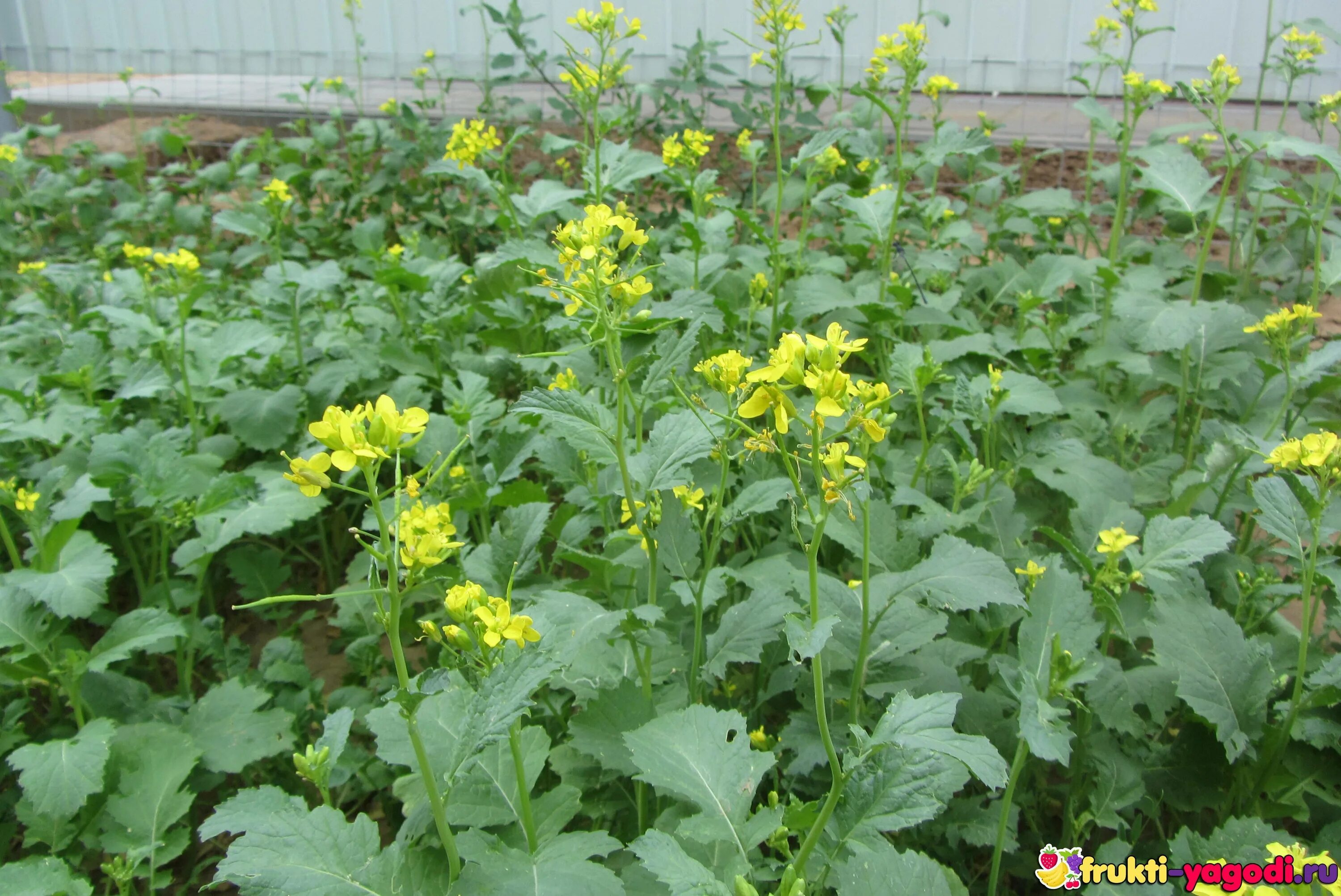 Рапс луговой. Сурепка сидерат. Горчица сарептская. Как выглядит растения горчицы. Горчица сарептская — brassica juncea.