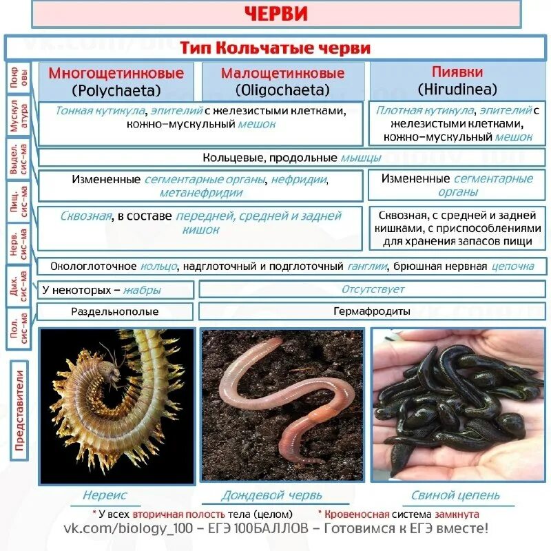 Тип кольчатые черви егэ биология. Таблица по биологии 7 класс тип кольчатые черви. Егэ круглые черви задания. Паразитические черви виды. Кольчатые черви егэ.