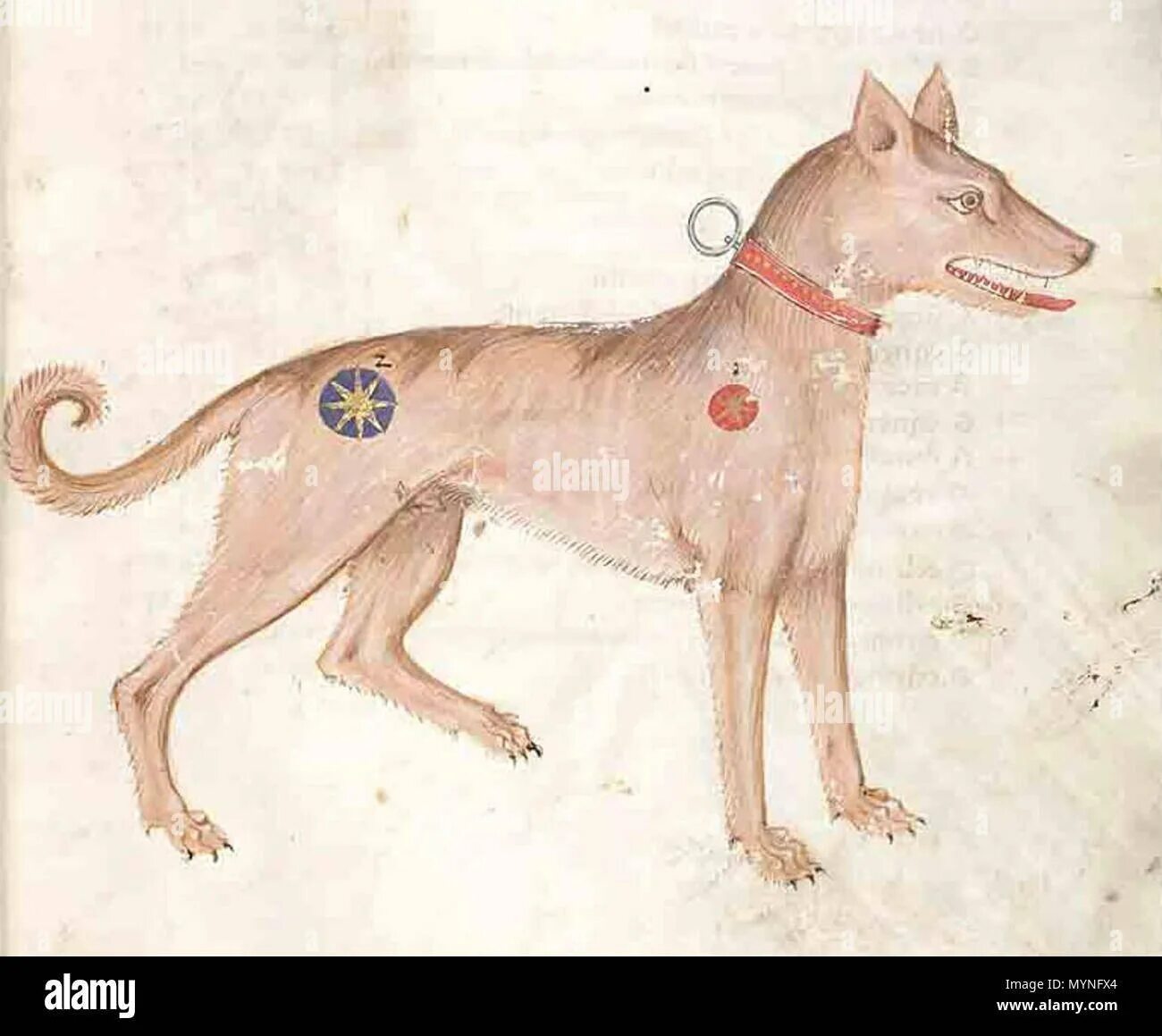 Собаки в древности. Средневековая собака. Собаки в средние века. Собаки в средневековье. Собаки в средневековой живописи.