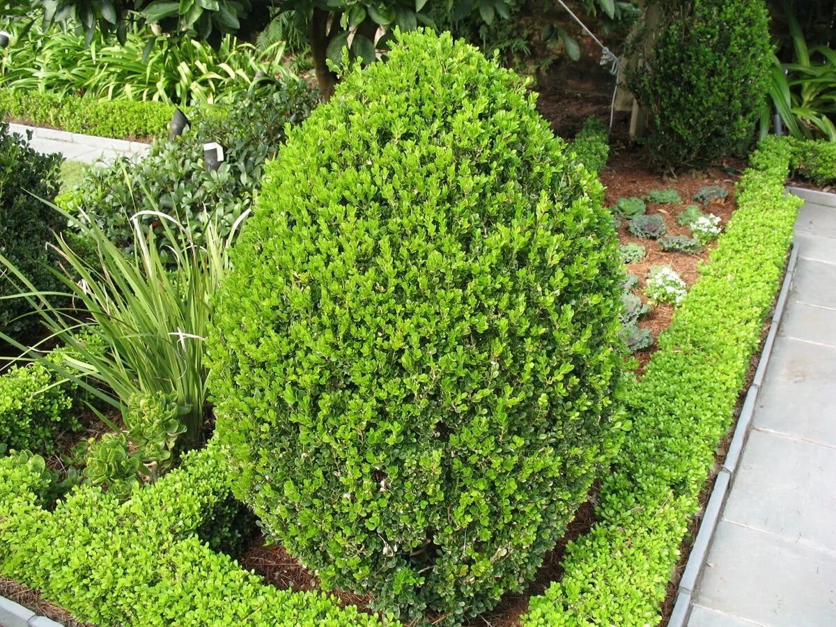 Самшит Буксус. Самшит Buxus microphylla. Самшит вечнозеленый колоновидный. Самшит вечнозеленый Ауреа.