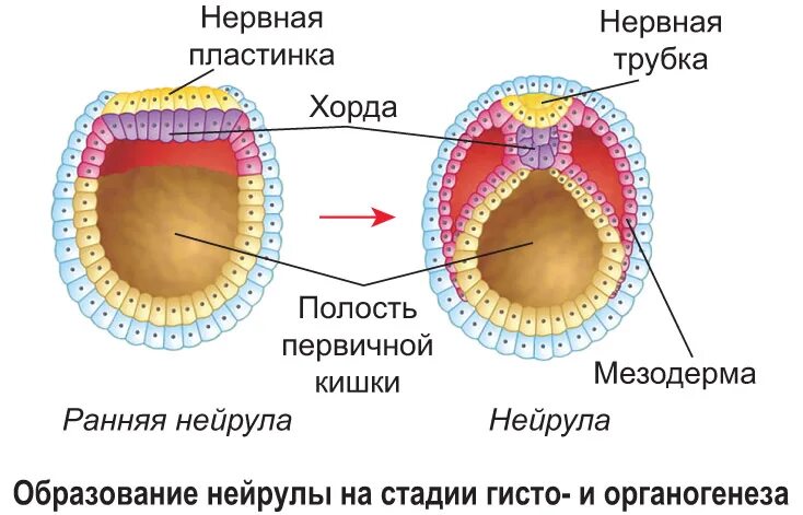 Какой зародышевый листок формируется на стадии. Строение гаструлы иинейрулы. Нейрула зародышевые листки ткани. Нейрула стадия стадия. Онтогенез стадия нейрулы.