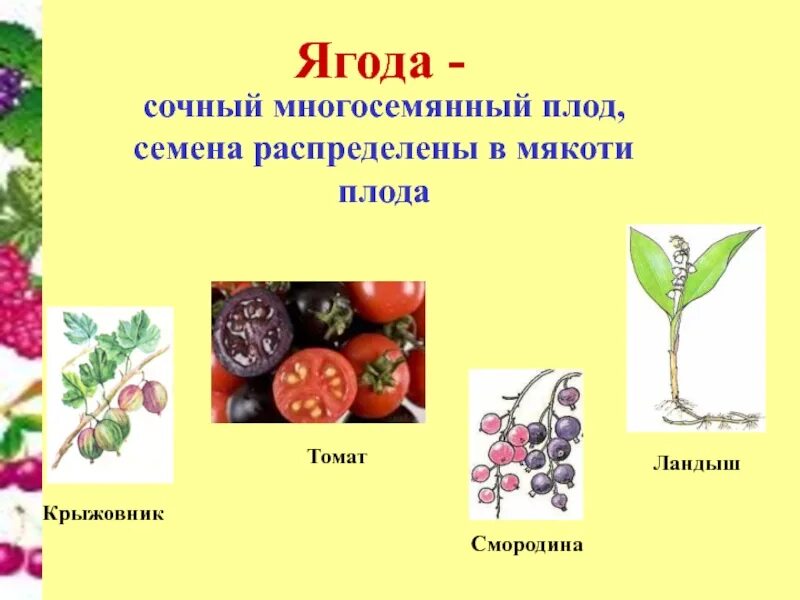 Какие овощи являются ягодами. Сухие многосемянные плоды помидор. Сочные многосемянные плоды ягода. Смородина сухие многосемянные плоды. Плод многосеменной томат.