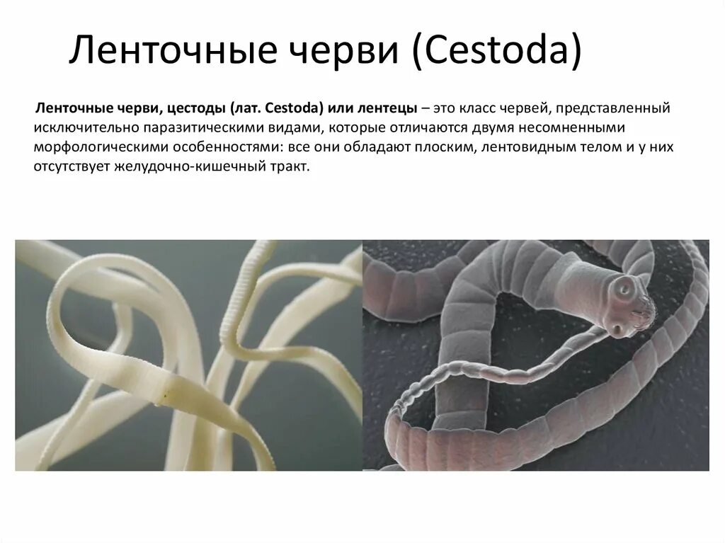 Цестоды — ленточные гельминты.. Паразитические ленточные черви. Цестоды (лентецы, ленточные черви). Ленточные паразиты (класс цестод)..