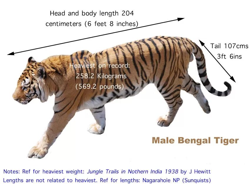 Какая длина тигра. Амурский тигр рост в холке. Амурский тигр вес и рост. Вес Амурского тигра. Амурский тигр и бенгальский тигр сравнение размеров.
