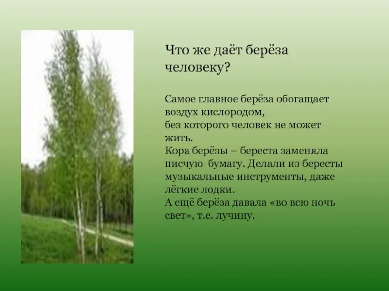 Что дает береза человеку. Береза и человек. Сообщение о Березе. Что дает дерево береза человеку.