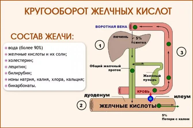 Кал на желчные кислоты. Кишечно-печёночная циркуляция жёлчных кислот. Кругооборот желчных кислот. Круговорот желчных кислот в организме. Энтерогепатическая циркуляция желчи.