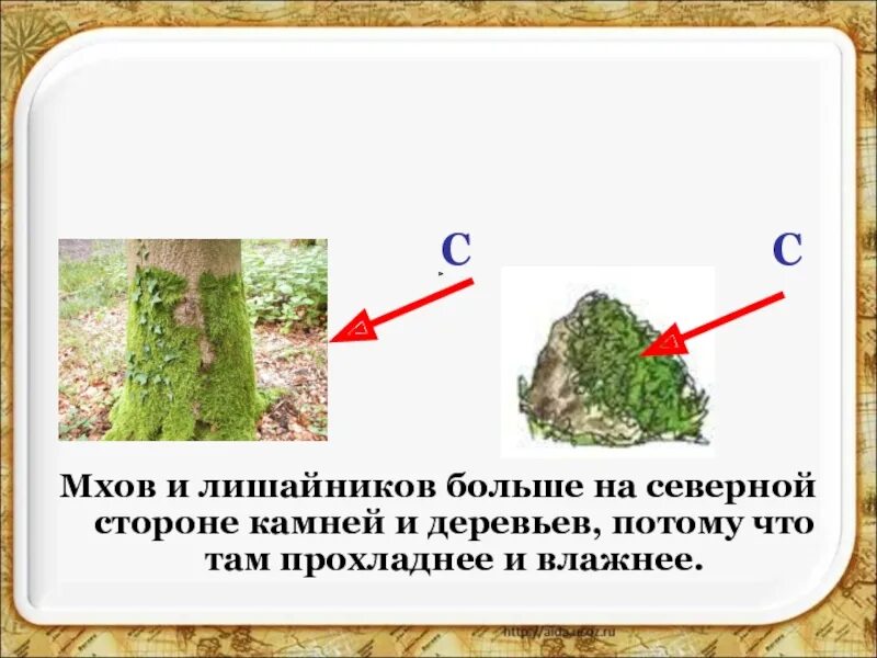 Мхов и лишайников больше на Северной стороне камней и деревьев. Мхи и лишайники с Северной стороны. Ориентирование на местности по мху. Мох с Северной стороны. Мох растет на северной стороне