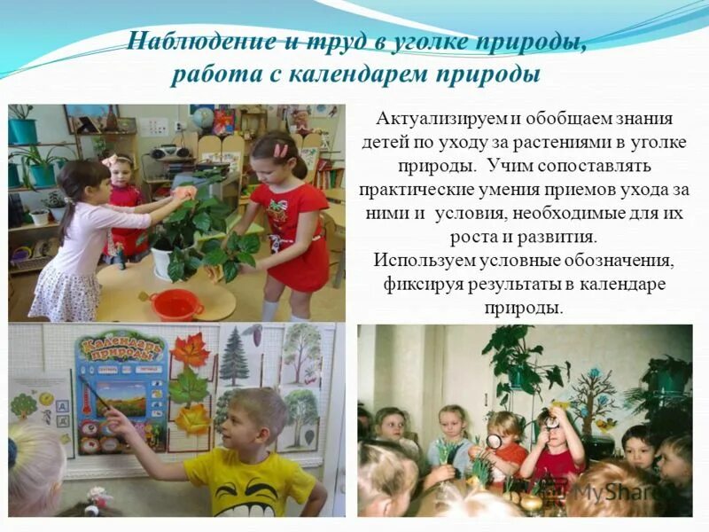 Цветы в уголке природы в детском саду. Работа в уголке природы в младшей группе. Уголок природы в детском саду. Работа в уголке природы в младшей группе. Работа в уголке природы в младшей группе.