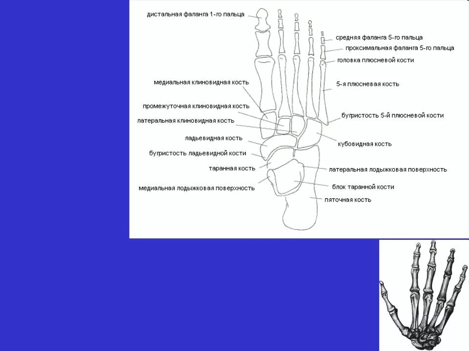 Основные фаланги стопы. Проксимальная фаланга стопы. Основание проксимальной фаланги 1 пальца. Дистальная фаланга пальца кисти. Анатомия дистальная фаланга 1 пальца стопы.