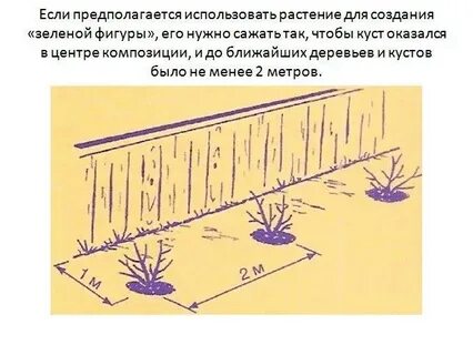 Кусты смородины расстояние