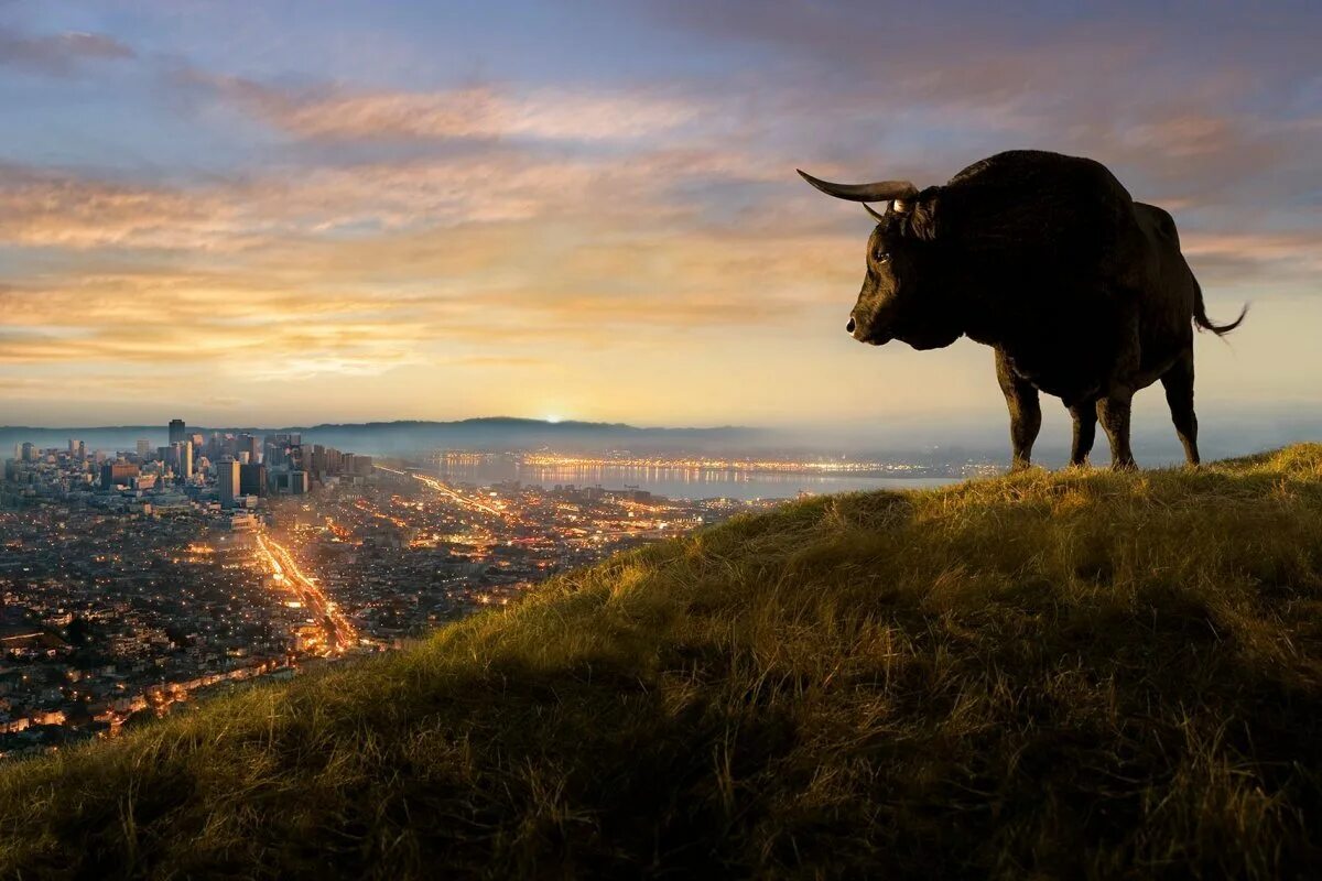 Бык фото. Стоящий бык. Бык толедо статуя. Стоящий бык. Бык фото.