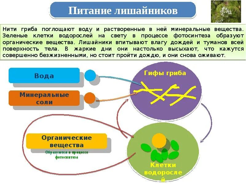 Лишайники поглощают. Питание лишайников. Поглощают воду лишайники поглощают. Лишайники впитывают влагу всей поверхностью тела. Питание лишайников схема.