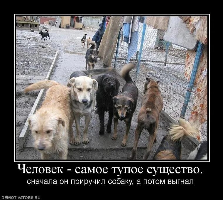 Неблагодарный спасенный