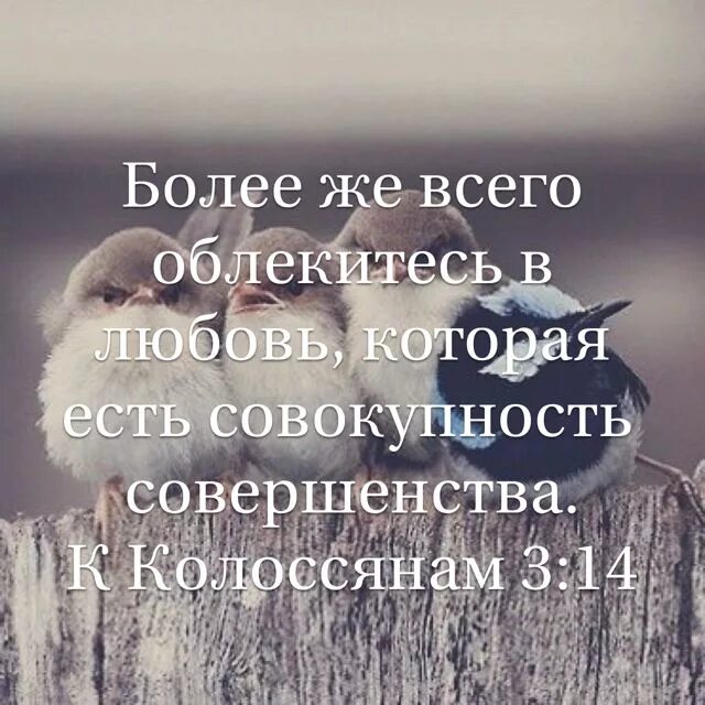 Цитаты из библии р о любви. Колоссянам 3 14. Любовь совокупность совершенства. Облекитесь в милосердие. Более же всего облекитесь в любовь.