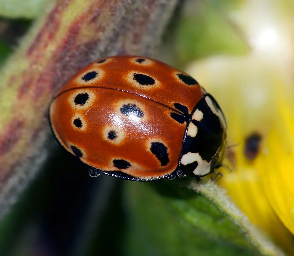 Глазчатая Божья коровка. Коровка глазчатая anatis ocellata. Люцерновая двадцатичетырёхточечная коровка. Божья коровка шеститочечная.