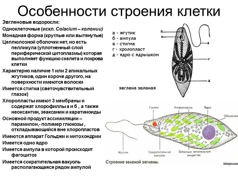 В клетках какой водоросли нет оформленного ядра. Строение эвгленовых водорослей. тип эвгленовые строение. эвгленовые водоросли строение. отдел эвгленовые водоросли представители.