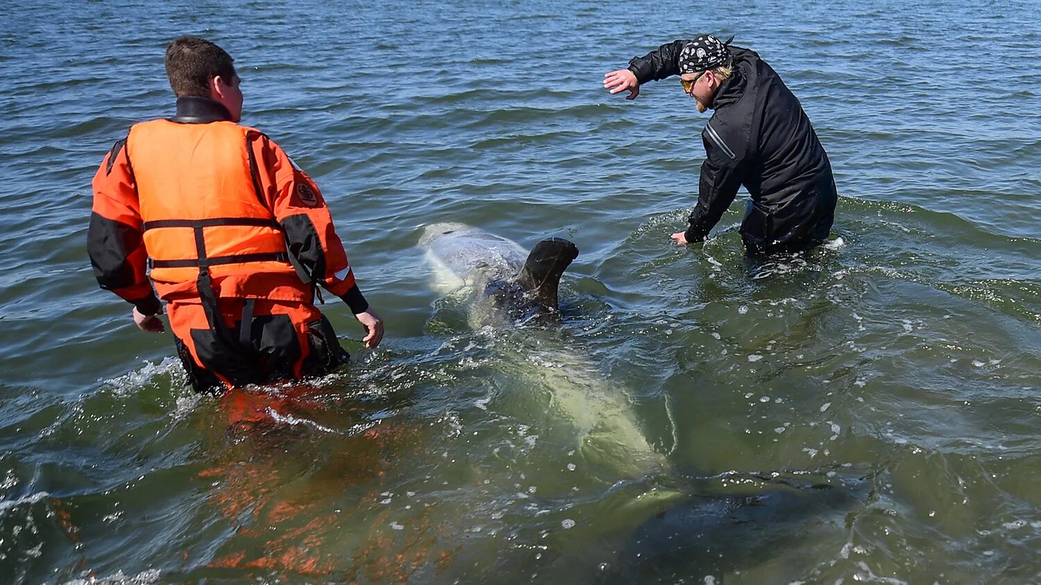 Дельфины террористы. Дельфин спасает человека. Дельфины спасают людей. Дельфин спас человека.