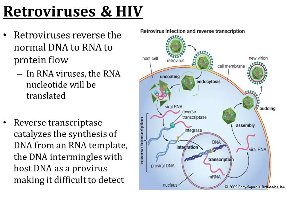 Retroviruses. Ретровирус цикл развития. Ретровирус сборка ДНК. Ретровирус встраиваемый в ДНК.