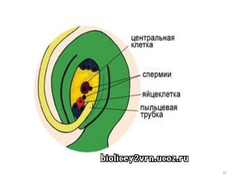 Клеточное строение покрытосеменных. Строение зародышевого мешка у покрытосеменных. строение зародышевого мешка покрытосеменных растений. состав зародышевого мешка покрытосеменных. зародышевый мешок функции.