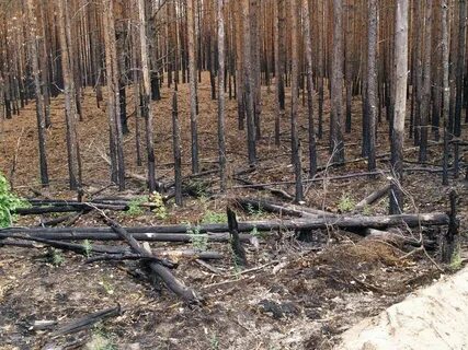 Время работы лес