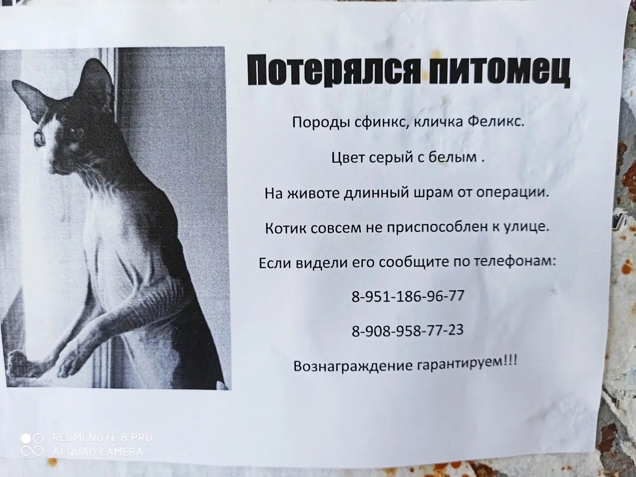Объявление найденных животных. Объявления о пропаже животных. объявление о пропаже кошки. пропал кот объявления. объявление о пропаже питомца.