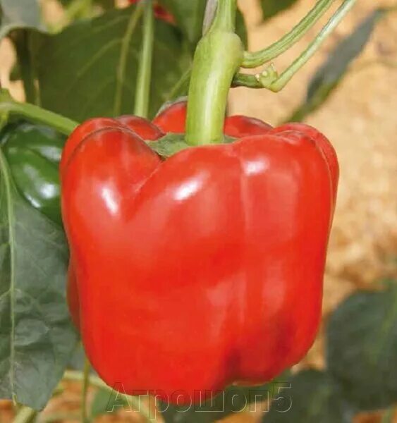 Перец рэд найт экс 3р f1. Болгарский перец ред найт f1. Ред найт перец семена. Болгарский перец ред найт f1. Перец рэд найт экс.