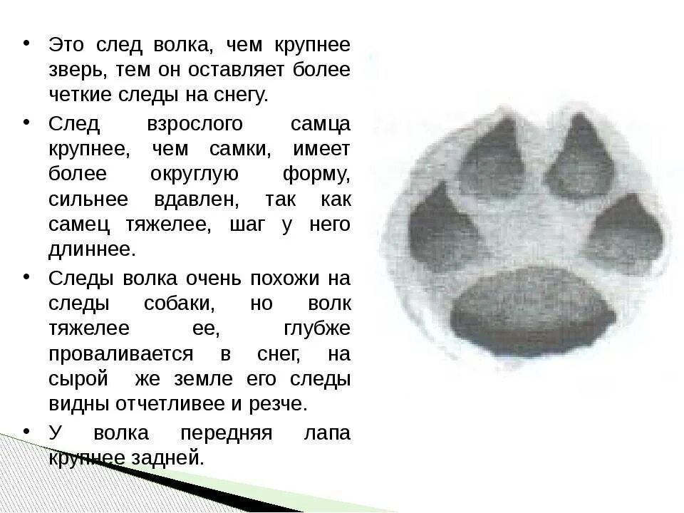 Чем отличается волчий след от собачьего. Отличие следа волка от собаки. следы волка на земле и собаки отличие. след волка на снегу отличие от собаки. отличие следа волка от следа собаки.