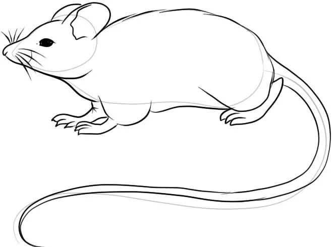 Мышь карандашом для детей. Мышь карандашом. Мышка для рисования. Мышь трафарет для рисования. Мышь раскраска.