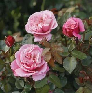 Rose noble